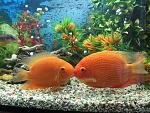     
: IMG_1329.jpg
: 17
:	221.3 
ID:	10339380