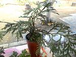     
: P_20150924_163056_BF.jpg
: 11
:	221.5 
ID:	10344804