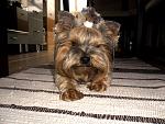     
: image-27-09-15-10-25-10.jpeg
: 11
:	243.8 
ID:	10354064