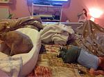     
: ImageUploadedByTapatalk1443462005.230704.jpg
: 43
:	51.7 
ID:	10359836