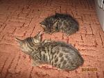     
: IMG_2628.jpg
: 1
:	183.6 
ID:	10363870