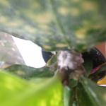     
: IMG_3884[1].jpg
: 11
:	52.3 
ID:	10423733