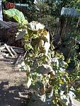     
: SAM_1175.jpg
: 20
:	173.2 
ID:	10426469