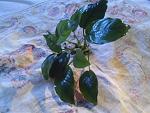     
: IMG_20151031_153637.jpg
: 11
:	143.9 
ID:	10499349