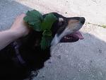     
: IMG00239-20150429-1702.jpg
: 14
:	149.7 
ID:	10501140