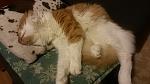    
: 20151101_222552.jpg
: 6
:	266.8 
ID:	10504194