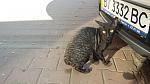     
: 20151103_095708.jpg
: 21
:	126.4 
ID:	10511061