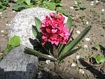     
: IMG_0059.jpg
: 34
:	173.0 
ID:	1051539