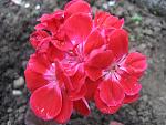     
: IMG_0066.jpg
: 22
:	125.4 
ID:	1051542