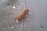     
: IMAG0132.jpg
: 27
:	122.1 
ID:	10518738