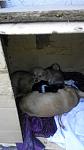     
: Ctuz-84xql4.jpg
: 20
:	37.8 
ID:	10519322