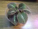    
: DSCF5078.JPG
: 33
:	56.8 
ID:	10523700