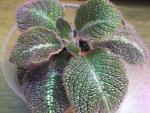     
: DSCF5076.JPG
: 29
:	57.8 
ID:	10523701