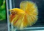     
: images (1).jpg
: 35
:	7.0 
ID:	10523752