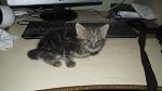     
: attachment (1).jpg
: 61
:	95.6 
ID:	10523975