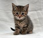     
: DSC_8634.jpg
: 11
:	102.1 
ID:	10530952