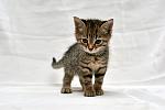     
: DSC_8619.jpg
: 10
:	68.6 
ID:	10530954