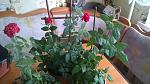     
: WP_20151108_001.jpg
: 9
:	148.5 
ID:	10532330