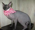     
: IMG_7260.jpg
: 24
:	127.9 
ID:	1054092