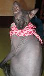     
: IMG_7259.jpg
: 26
:	48.5 
ID:	1054133