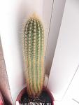     
: DSCN1105.jpg
: 20
:	65.0 
ID:	10542733