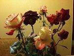     
: 20151111_171720.jpg
: 8
:	131.7 
ID:	10567301