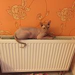     
: image.jpg
: 14
:	61.9 
ID:	10581301