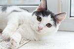     
: file-11.jpg
: 9
:	50.5 
ID:	10608750