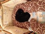     
: image.jpg
: 41
:	164.5 
ID:	10616320