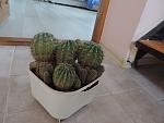     
: DSCN1747.jpg
: 10
:	87.7 
ID:	10635752