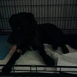     
: image (3).jpg
: 82
:	55.7 
ID:	10635755