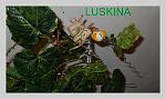    
: DSCF0266.jpg
: 4
:	102.8 
ID:	10638394