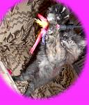     
: DSCN2473.jpg
: 8
:	131.2 
ID:	10642725