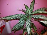     
: 20151219_180658.jpg
: 34
:	144.4 
ID:	10699886