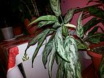     
: 20151219_180717.jpg
: 42
:	144.7 
ID:	10699887