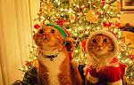     
: image.jpg
: 10
:	22.5 
ID:	10716442