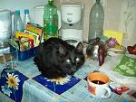     
: 100_1471.jpg
: 30
:	144.5 
ID:	1071884