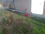     
: Rose.jpg
: 58
:	223.9 
ID:	10726119