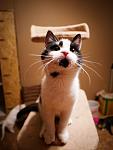     
: P1030356.jpg
: 10
:	52.2 
ID:	10729794