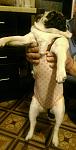     
: 1451387918875_0.jpg
: 19
:	59.1 
ID:	10734747