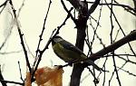     
: IMG_4511.jpg
: 10
:	113.2 
ID:	10737214