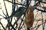     
: IMG_4566.jpg
: 8
:	149.9 
ID:	10737215