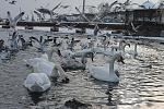     
: IMG_3290.jpg
: 29
:	197.4 
ID:	10738080