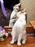     
: IMG_1625.jpg
: 17
:	265.2 
ID:	10748048