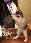     
: IMG_1619.jpg
: 20
:	225.0 
ID:	10748049