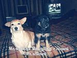     
: МИШУТКА1.jpg
: 35
:	70.6 
ID:	10751252