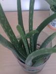     
: IMAG0956.jpg
: 41
:	59.7 
ID:	10757410