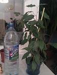     
: IMAG1042.jpg
: 54
:	83.3 
ID:	10762400