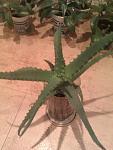     
: IMAG1047.jpg
: 43
:	81.9 
ID:	10762402