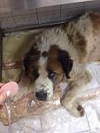     
: Лорд в клинике1.jpg
: 8
:	52.2 
ID:	10766567